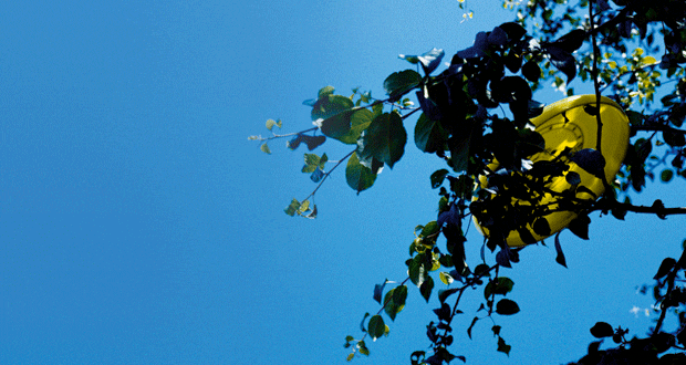 A “Skyrider Pro Sports Disc” stuck in a tree