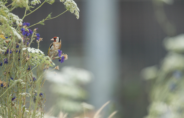 Gold Finch in Stratford Luke Massey