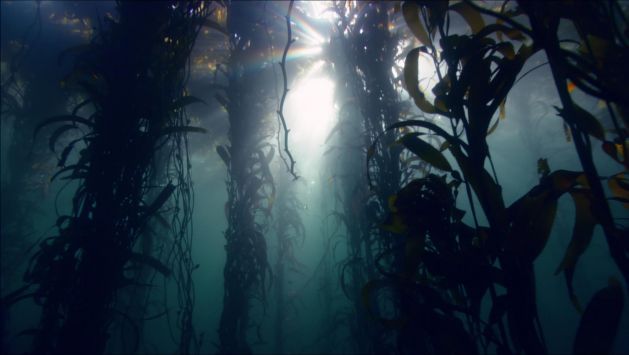 Still from Vertigo Sea by British filmmaker John Akomfrah, 2015. Image: Smoking Dogs Films.