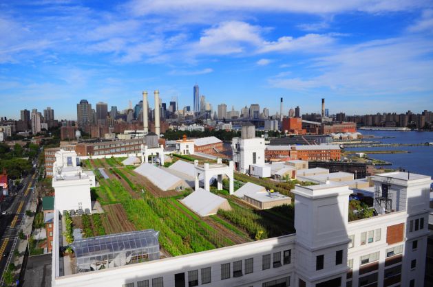Navy Yard Farm, New York. Operator Brooklyn Grange sells 36,000kg of organic produce a year, grown on three rooftop farms. Image: Anatascia Cole Plakias / Brooklyn Grange Farm.