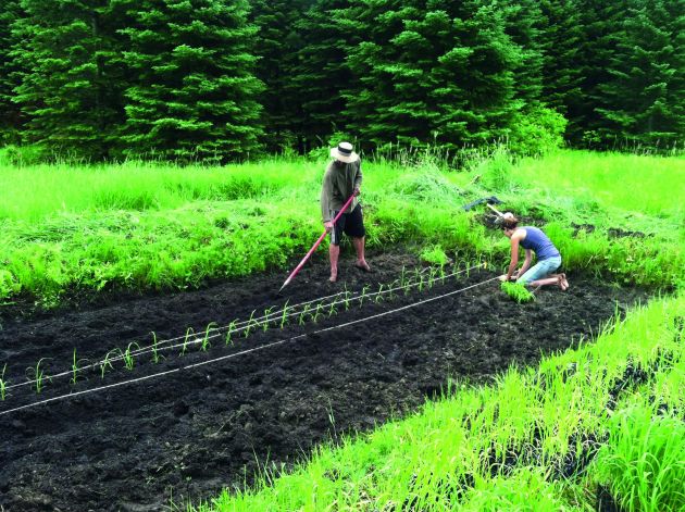 Rice planting at Wildside, Sue Bridge’s permaculture garden in Massachusetts. Image: Jono Neiger / Regenerative Design Group.