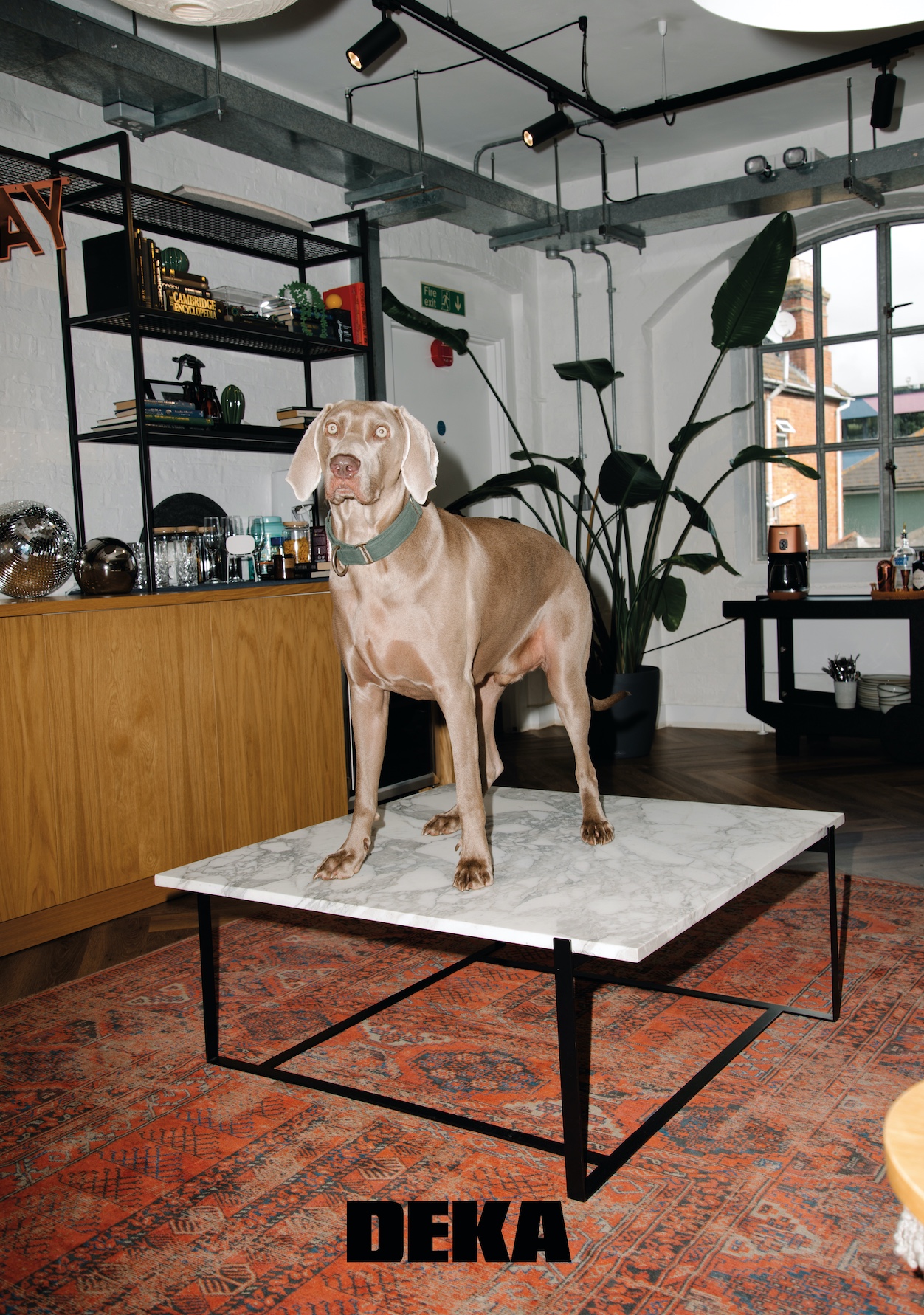 DEKA furniture brand design sustainable living room dog on table 