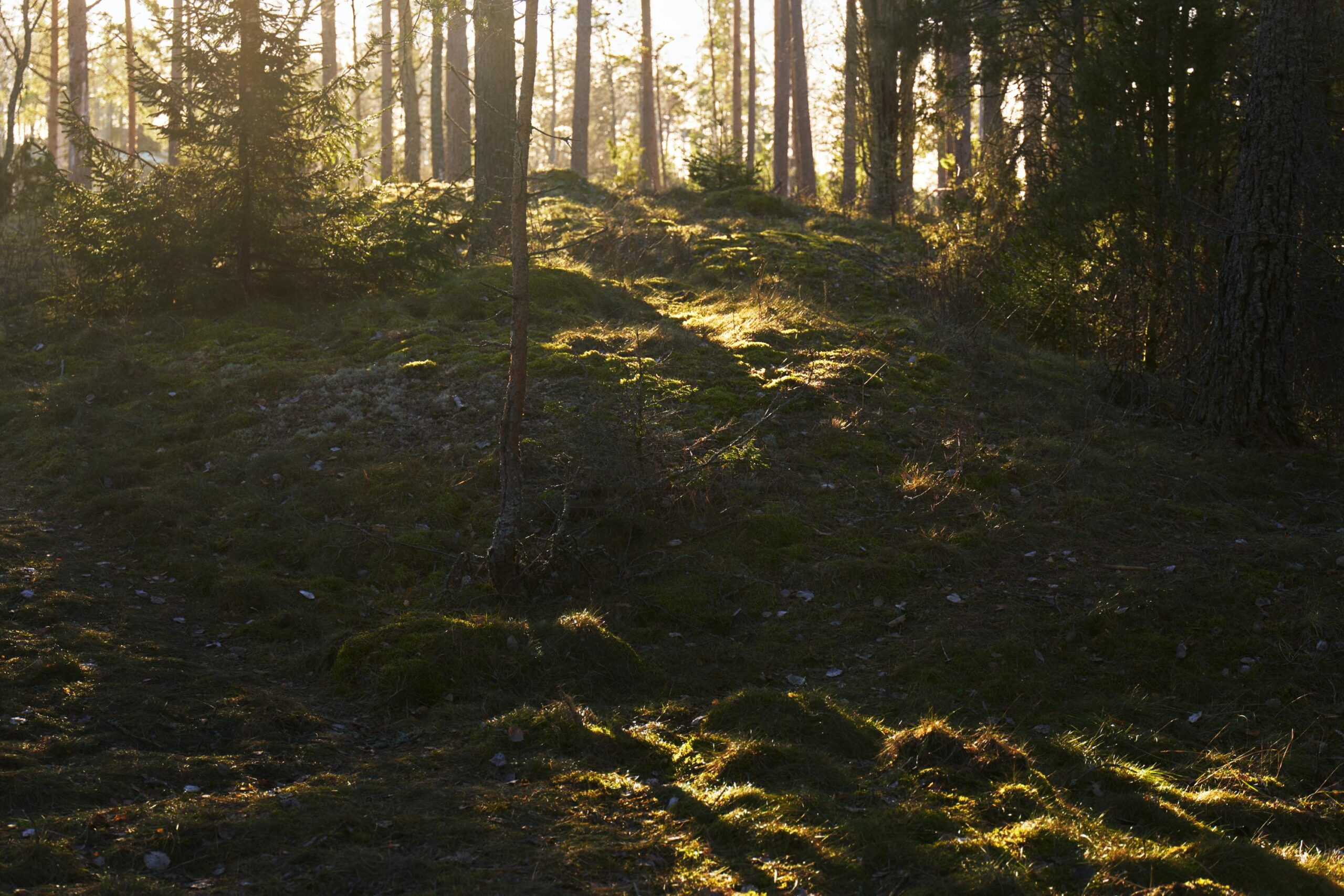 Magnus Mårding photography Swedish nature light shadow forest