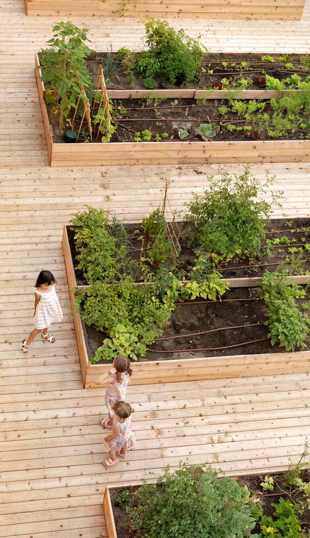 Grow rooftop