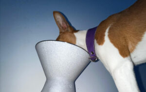 United Pets Favaretto dog bowl